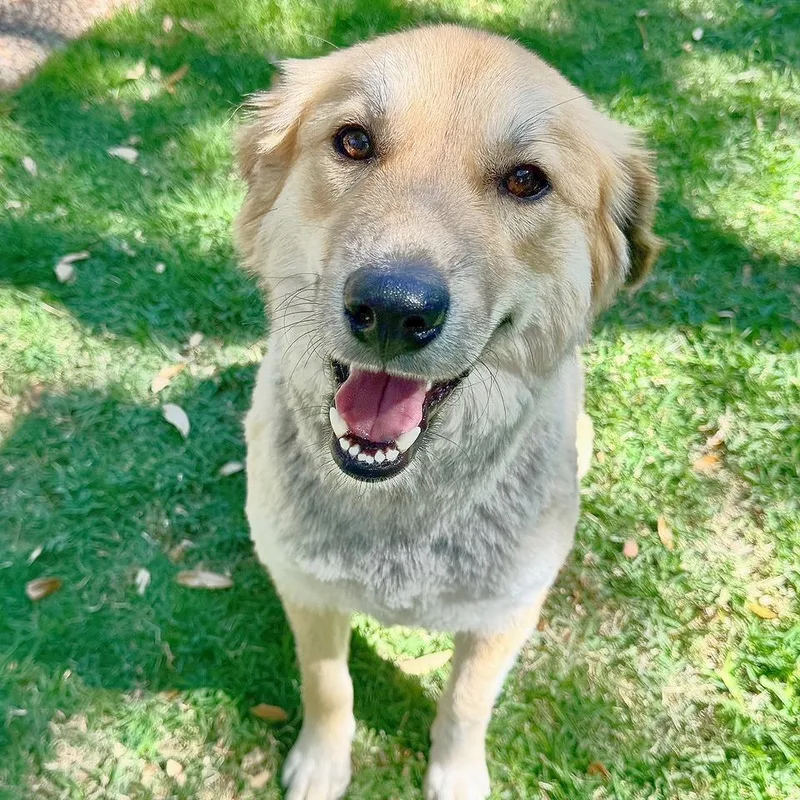 Honey Bun thumbnail 3