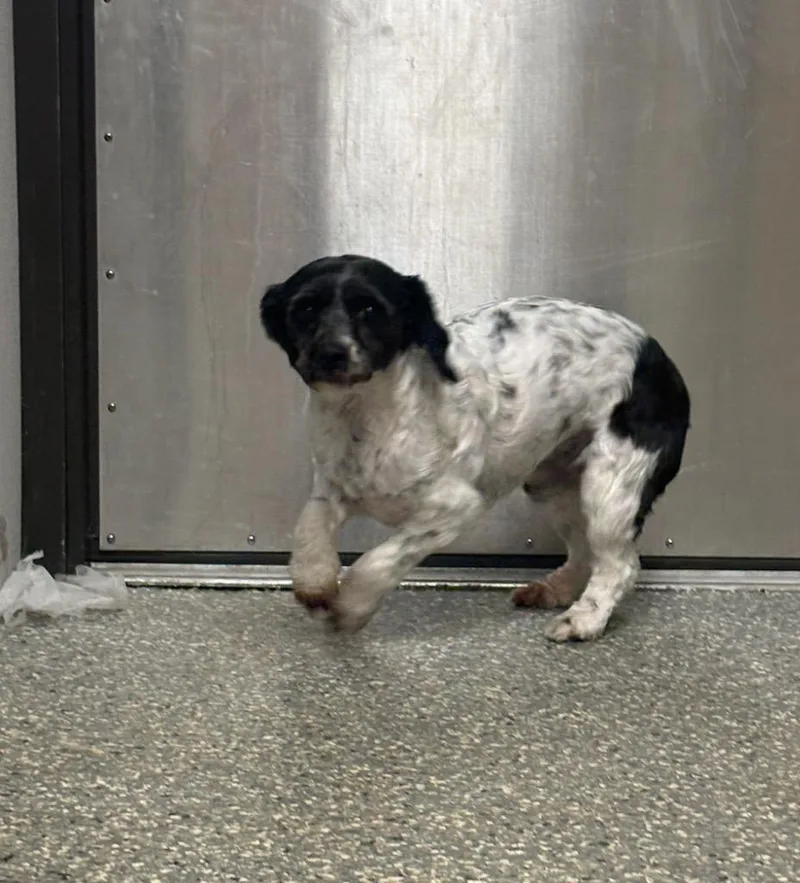 A young small-sized female Terrier dog named Cookie Cake for adoption in Liverpool, NY