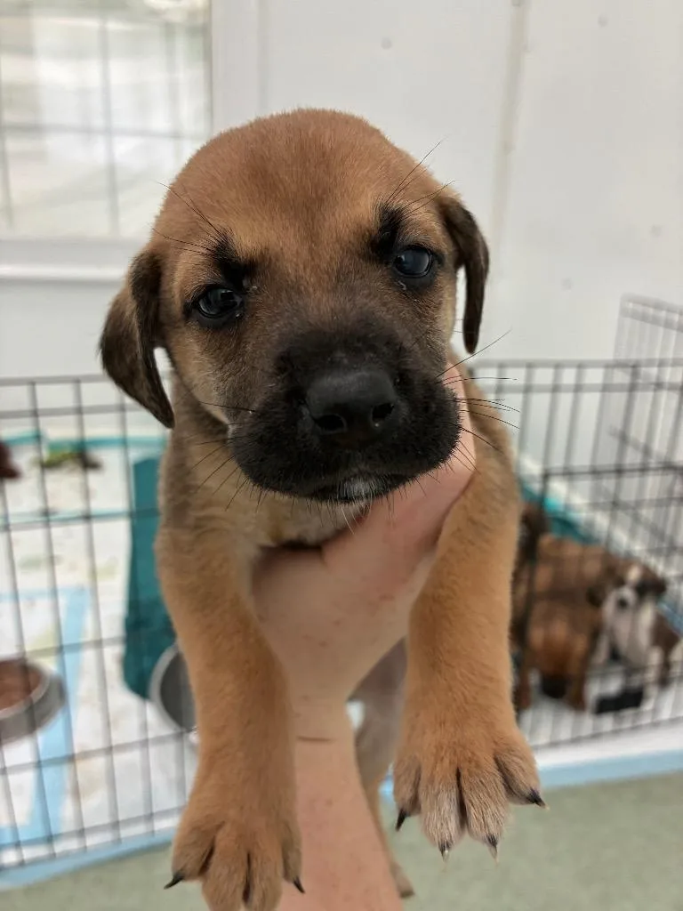 A baby medium-sized female Mixed Breed dog named Biscuit for adoption in Danielsville, GA