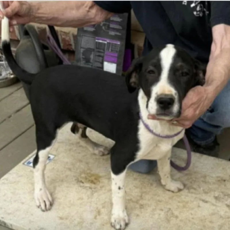 A young medium-sized male Black Mixed Breed dog named Spencer for adoption in Alexandria, VA