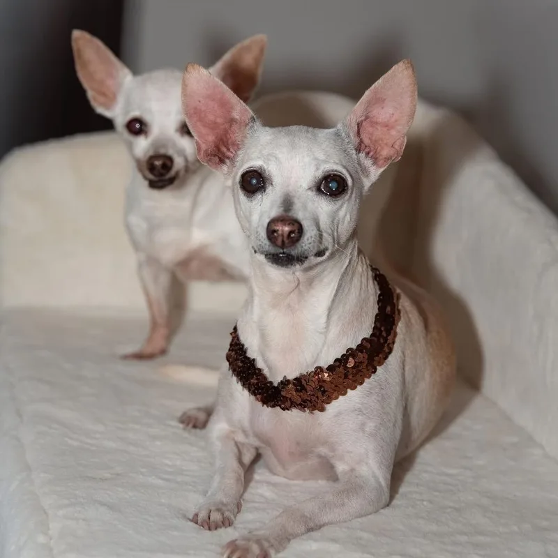 A senior small-sized female Yellow / Tan / Blond / Fawn Chihuahua dog named Ginger for adoption in Allen, TX
