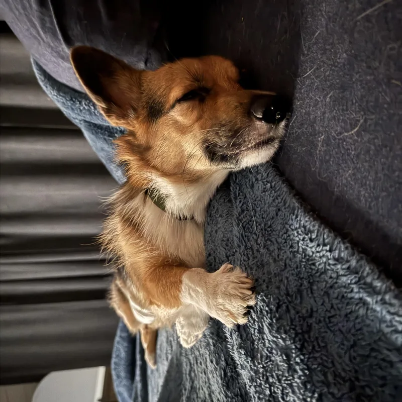 A young small-sized female Corgi dog named Kiwi for adoption in Austin, TX