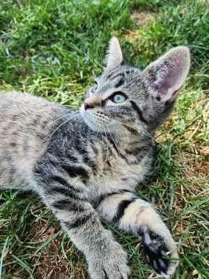 A baby small-sized male Domestic Short Hair cat named Raccoon for adoption in Wilkesboro, NC