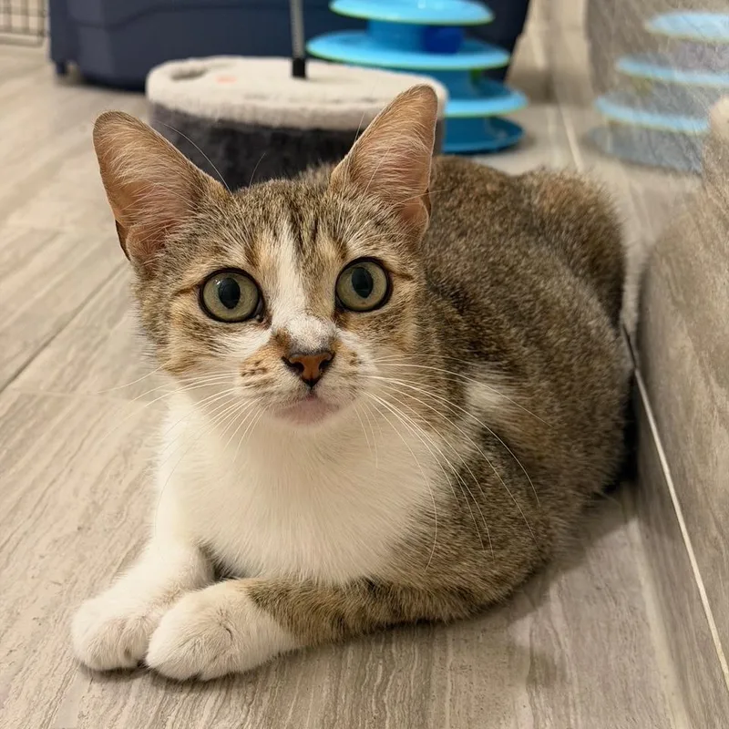 A young medium-sized female Brown / Chocolate Domestic Short Hair cat named Padme for adoption in Houston, TX
