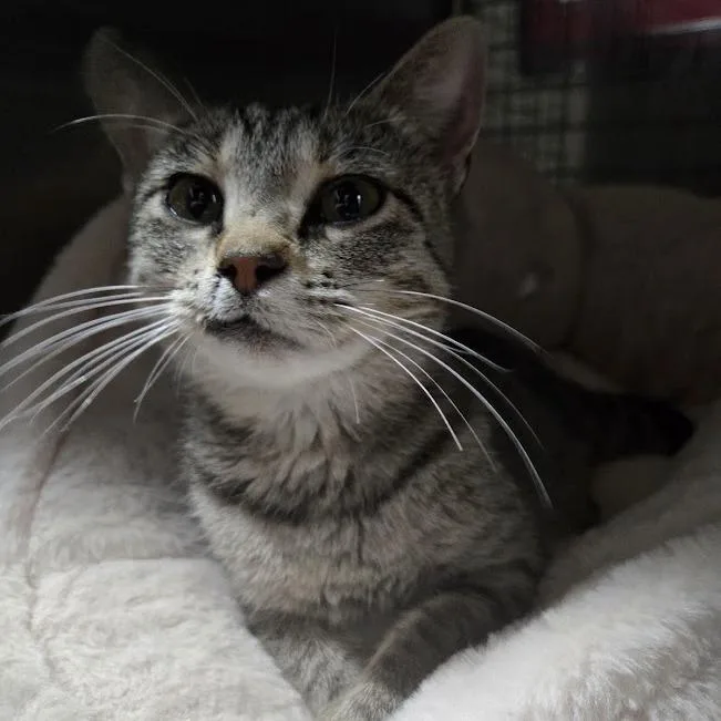 A baby small-sized female Brown / Chocolate Domestic Short Hair cat named Mary Jane for adoption in Sioux Falls, SD