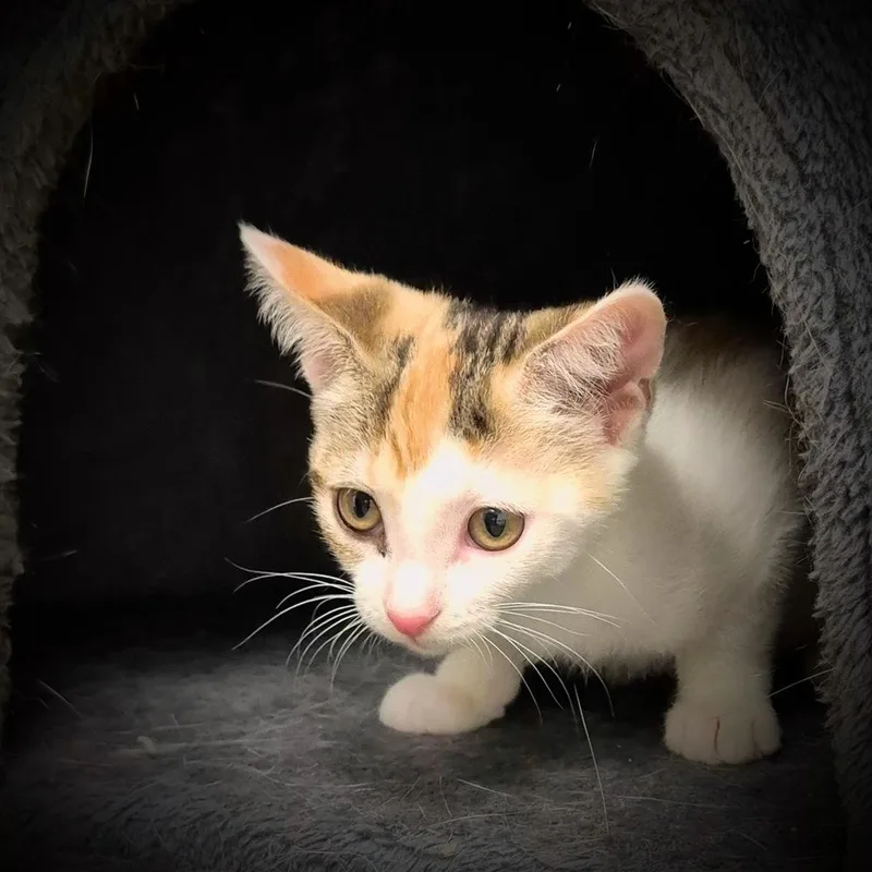 A baby small-sized female Domestic Short Hair cat named Winky for adoption in South Bend, IN