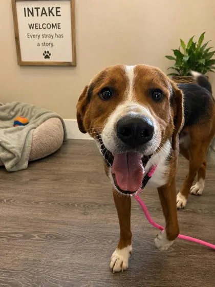 An adult large-sized male Hound dog named Steele for adoption in West Memphis, AR