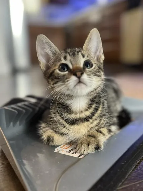 A baby small-sized male Domestic Short Hair cat named Monet for adoption in San Pedro, CA