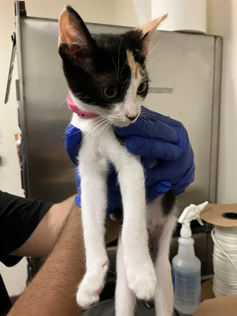 A baby small-sized female Domestic Short Hair cat named Lizzy for adoption in Long Beach, CA