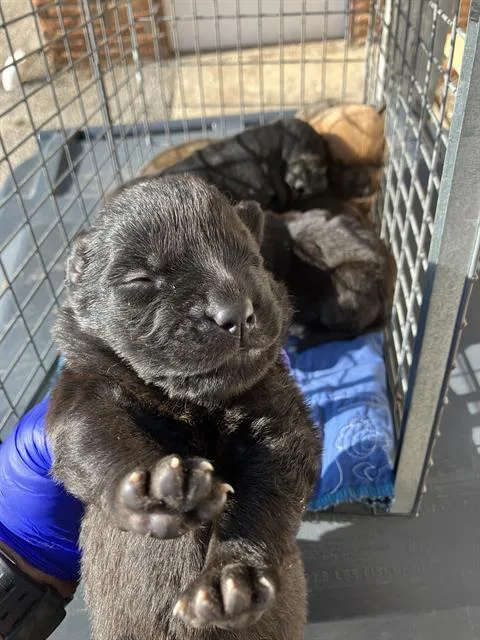 A baby medium-sized female Mixed Breed dog named Kelli for adoption in Dallas, TX