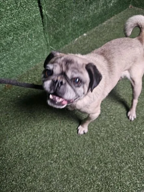 An adult small-sized male Pug dog named Gizmo for adoption in Lancaster, CA