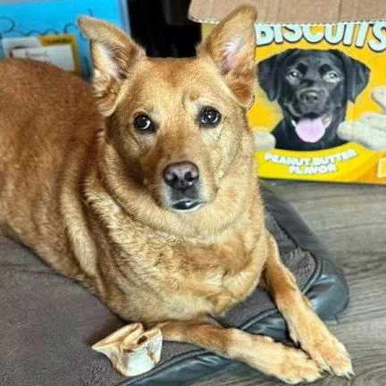 An adult medium-sized female Labrador Retriever dog named Cassie for adoption in Mays Landing, NJ