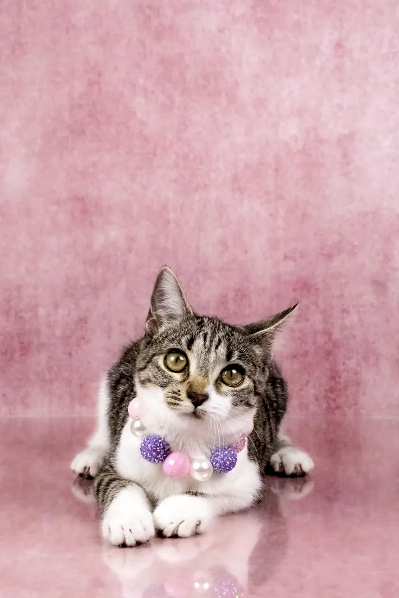 A baby medium-sized female White Domestic Short Hair cat named Allie for adoption in Tuscaloosa, AL