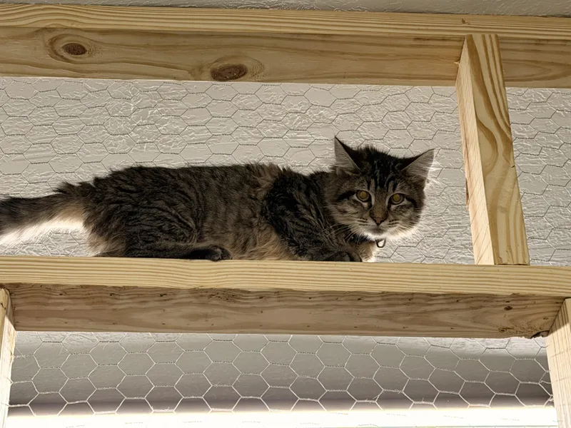 A young small-sized female Domestic Long Hair cat named Mystery for adoption in Leesville, LA