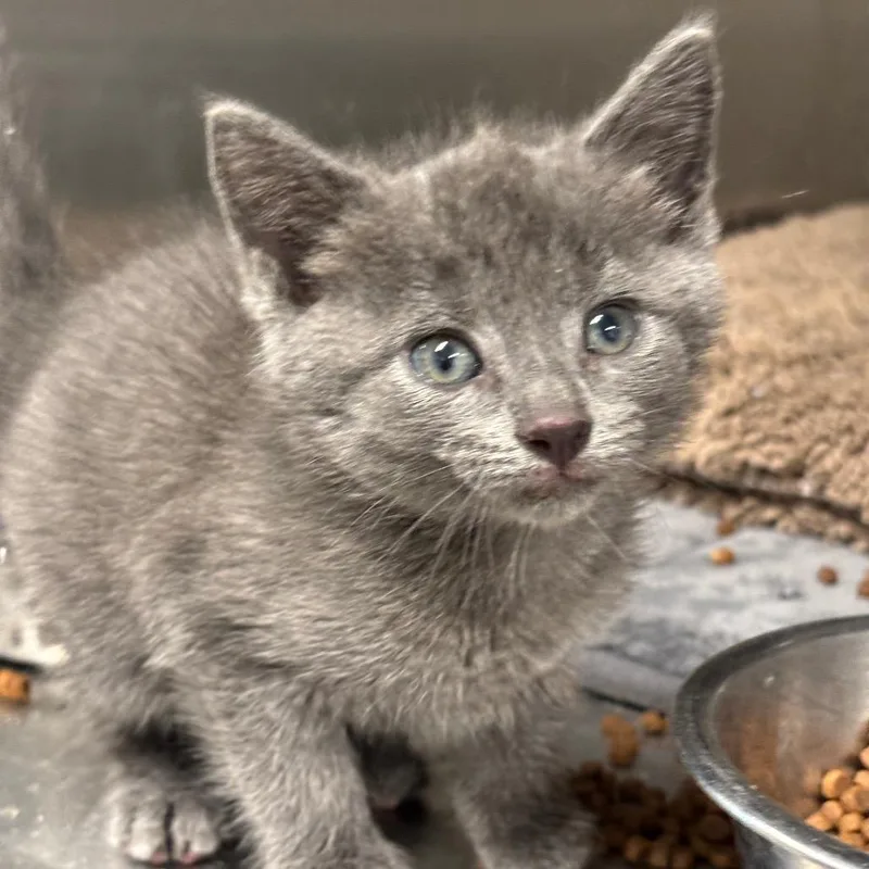 A baby small-sized female Gray / Blue / Silver Domestic Short Hair cat named Moon for adoption in League City, TX