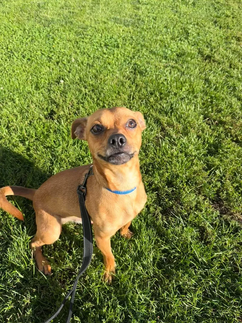 A young small-sized male Chihuahua dog named Boba for adoption in Valparaiso, IN