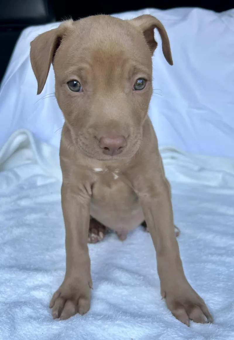 A baby medium-sized male Yellow / Tan / Blond / Fawn Pit Bull Terrier dog named Acadia for adoption in Watertown, CT