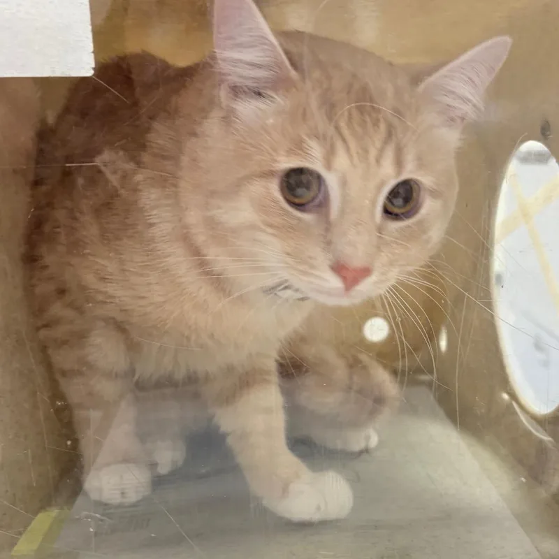 A young small-sized male Buff / Tan / Fawn Domestic Short Hair cat named Pierri for adoption in Philadelphia, PA