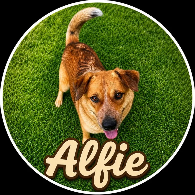 Alfie