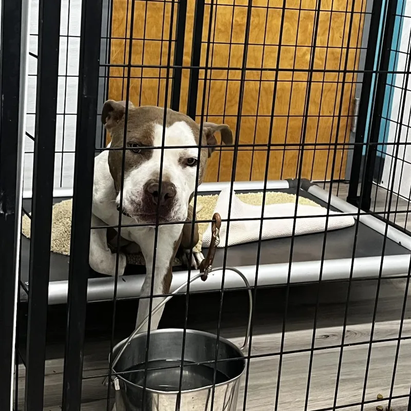 An adult small-sized male Brown / Chocolate Terrier dog named Fantastico for adoption in St. Louis, MO