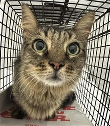 A young medium-sized female Domestic Long Hair cat named A for adoption in Fort Lauderdale, FL
