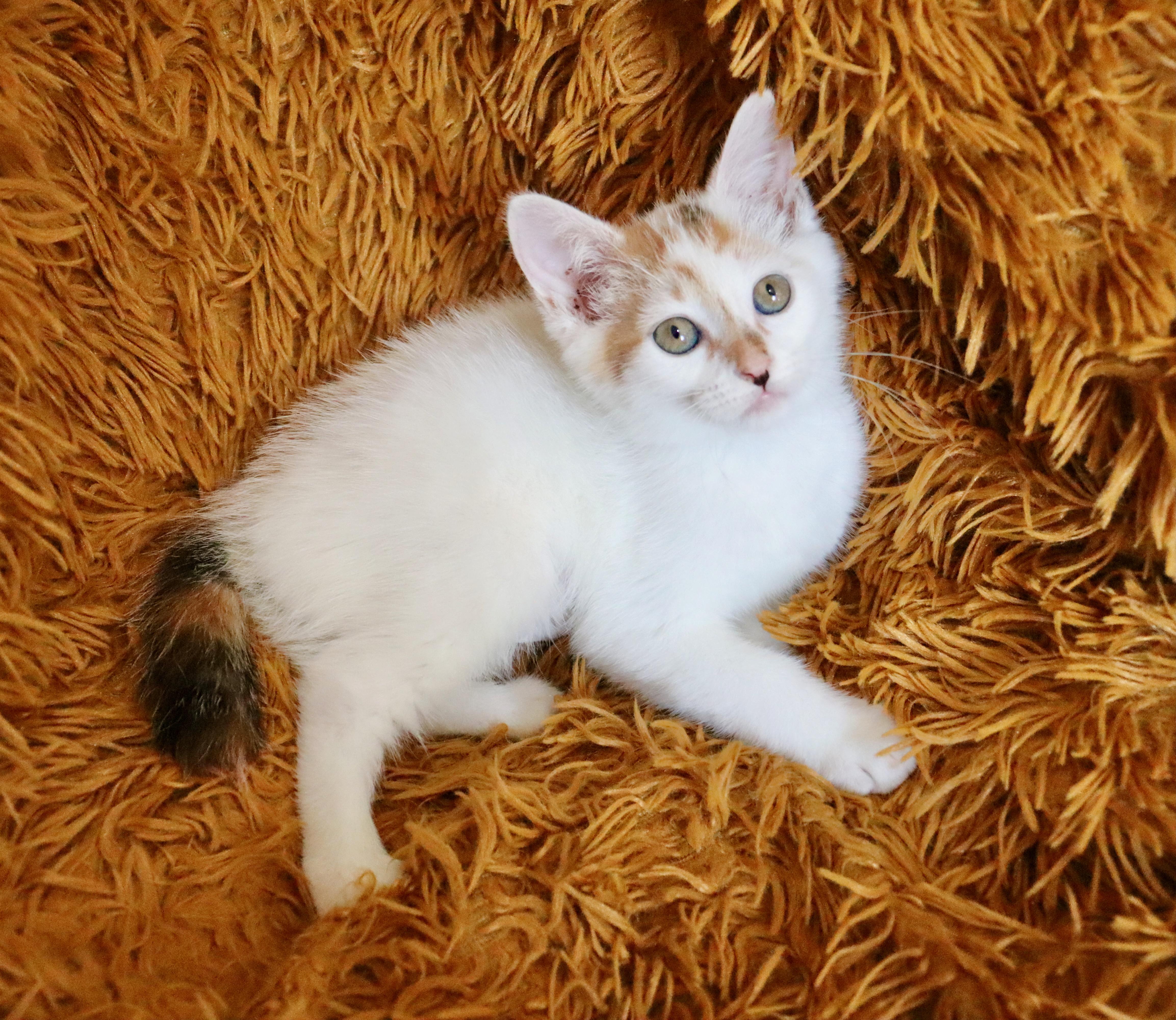 A baby medium-sized female Calico American Bobtail cat named Betty Rubble for adoption in Saint Augustine, FL