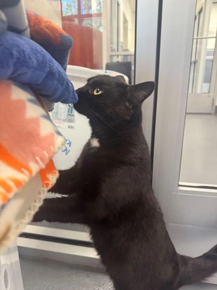 A young medium-sized female Black Domestic Short Hair cat named Alexi for adoption in Hilton Head Island, SC