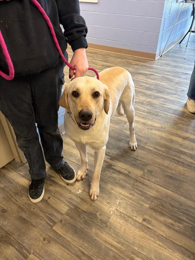 A young large-sized male Yellow Labrador Retriever dog named Lightning for adoption in Liverpool, NY