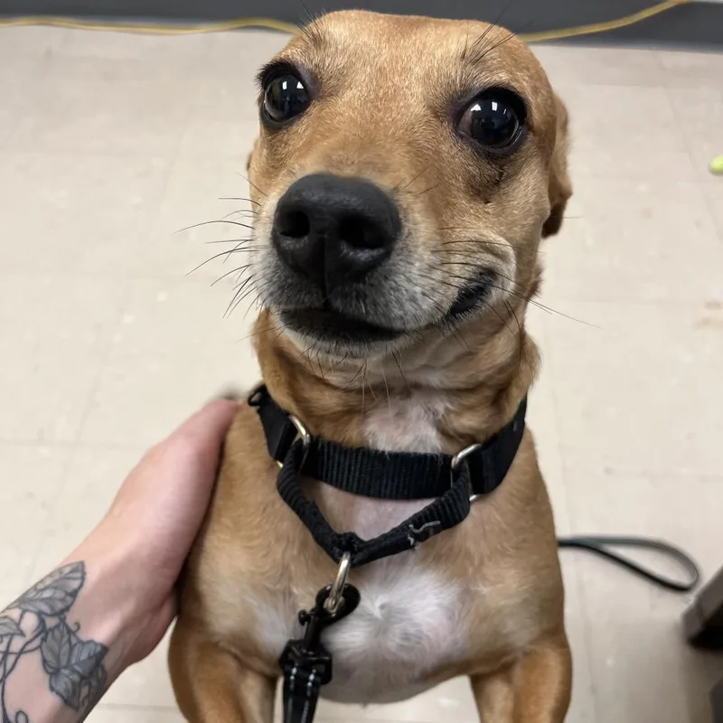An adult small-sized male Yellow / Tan / Blond / Fawn Mixed Breed dog named Bean for adoption in Pittsburgh, PA