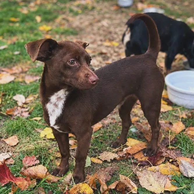 An adult small-sized male Brown / Chocolate Dachshund dog named Marty for adoption in West Falls, NY