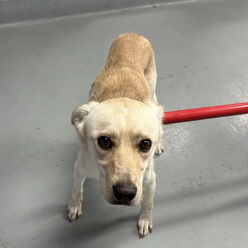 An adult medium-sized male Yellow / Tan / Blond / Fawn Border Collie dog named Queso for adoption in Morganfield, KY