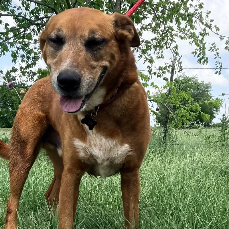 An adult medium-sized male White / Cream Australian Cattle Dog / Blue Heeler dog named Mr. Fox for adoption in Justin, TX