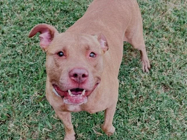 An adult large-sized female Pit Bull Terrier dog named Sharpeeey for adoption in Tulsa, OK