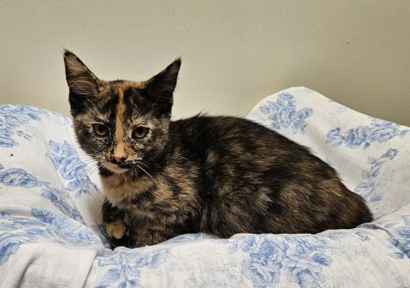 A baby small-sized female Domestic Short Hair cat named Peppermint Patty for adoption in Fremont, OH