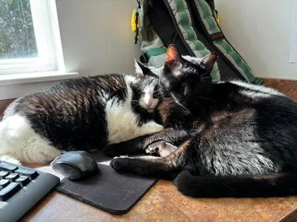 A senior medium-sized male Domestic Short Hair cat named Chris for adoption in Fishers, IN