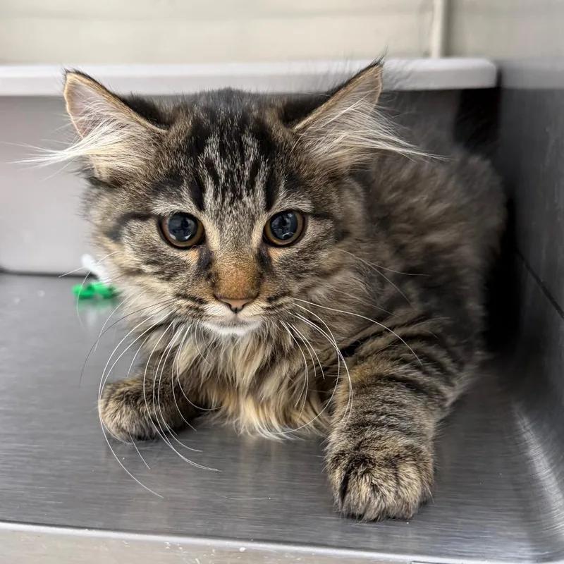 A baby small-sized female Brown / Chocolate Domestic Long Hair cat named Sonia for adoption in Naperville, IL