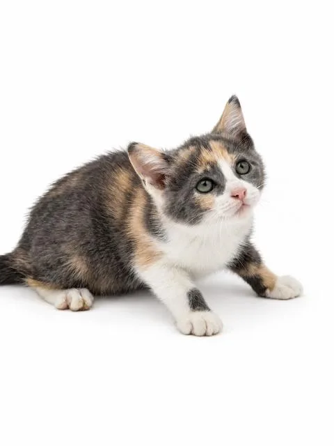 A baby small-sized female Turkish Van cat named Maisee is seearching for for adoption in Bedford Hills, NY