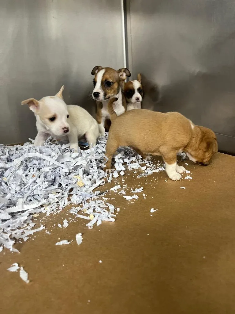 A baby small-sized male Mixed Breed dog named Gentilly for adoption in Cartersville , GA