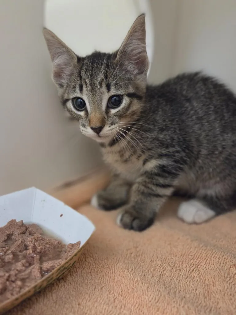A baby small-sized male Domestic Short Hair cat named Julius for adoption in Oxford, NC