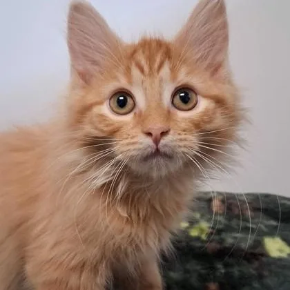 A young small-sized male Orange / Red Domestic Medium Hair cat named Jared for adoption in Belmont, NY