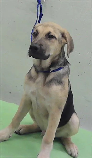 A baby small-sized male German Shepherd Dog dog named Jack for adoption in Houston, TX