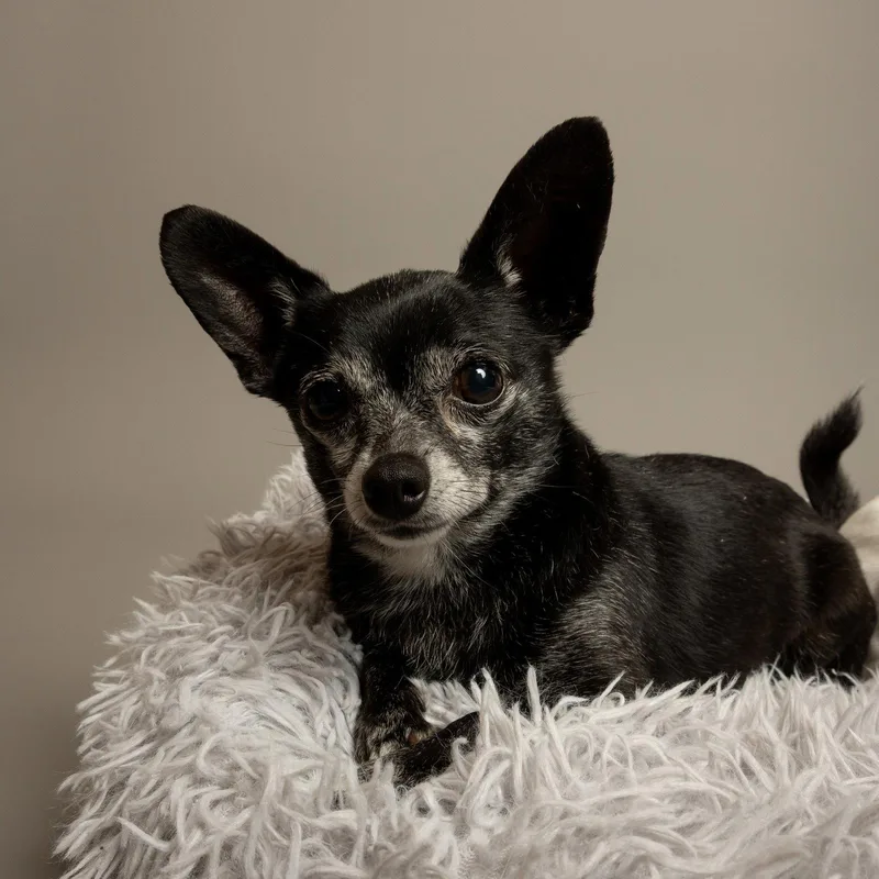 An adult small-sized male Chihuahua dog named Lucky for adoption in Richardson, TX