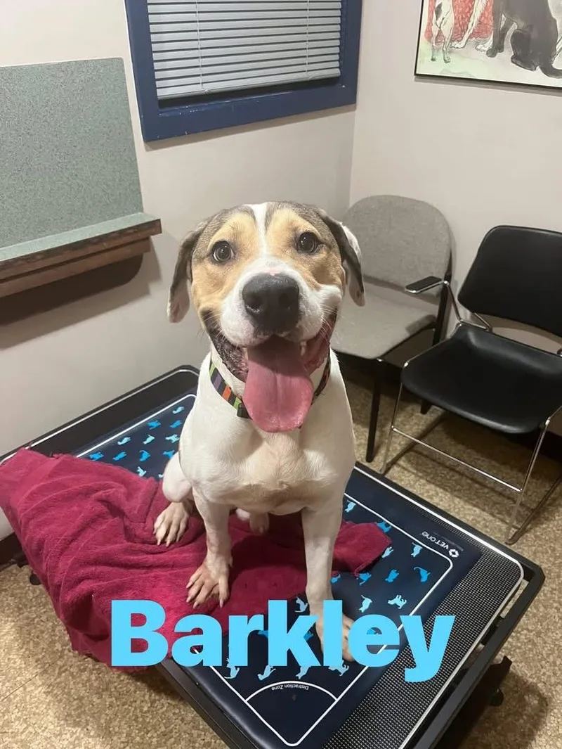 An adult large-sized male Sable American Foxhound dog named Barkley for adoption in Pine Bluff, AR