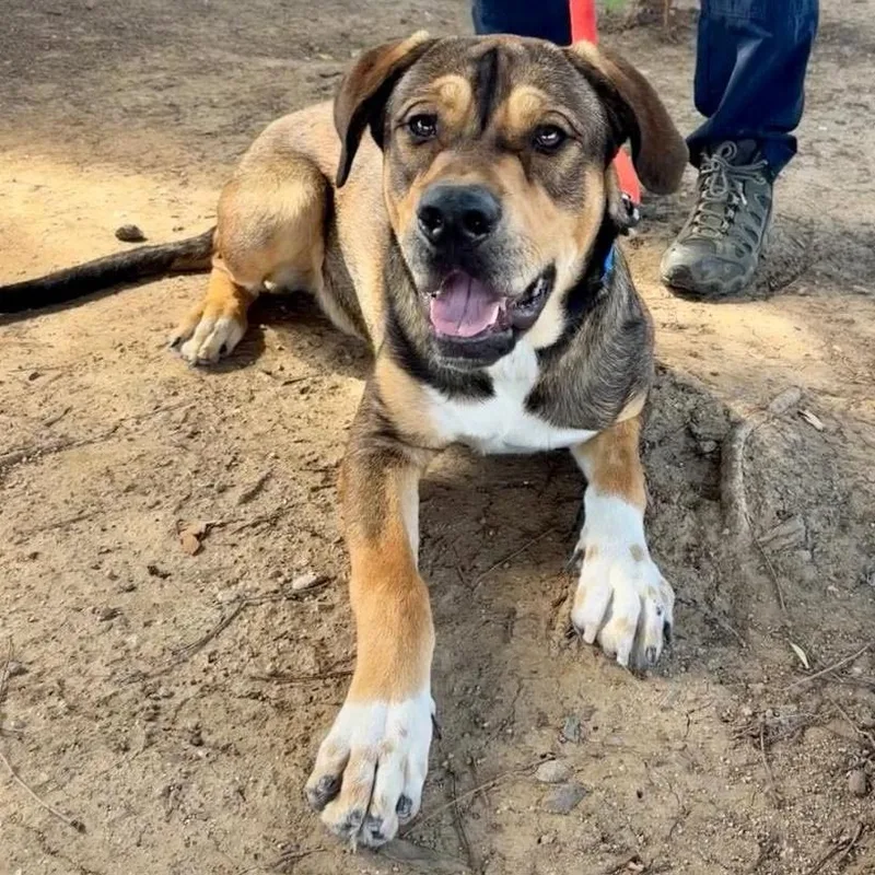 A young large-sized male Brown / Chocolate Shepherd dog named Tupac for adoption in San Jacinto, CA