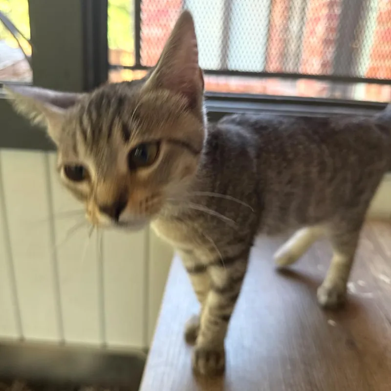 A baby small-sized female Gray / Blue / Silver Domestic Short Hair cat named Stormy for adoption in Granby, MO