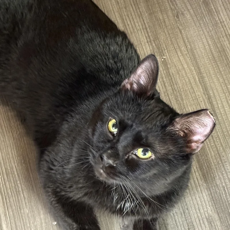 A young medium-sized male Black Domestic Short Hair cat named Gusher for adoption in Lemoyne, PA