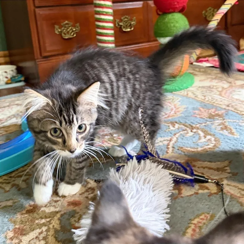 A baby small-sized female Gray / Blue / Silver Domestic Short Hair cat named Poppy for adoption in Gibsonia, PA