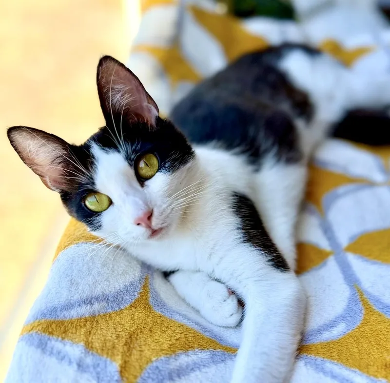 A baby small-sized female Black & White / Tuxedo Tuxedo cat named Lulu for adoption in San Rafael, CA