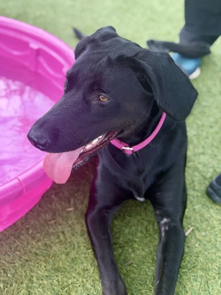 An adult large-sized female Labrador Retriever dog named Currenteree Lotus for adoption in Broomfield, CO