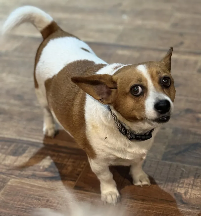 An adult small-sized male Red / Chestnut / Orange Corgi dog named Radar for adoption in Pelham, NH